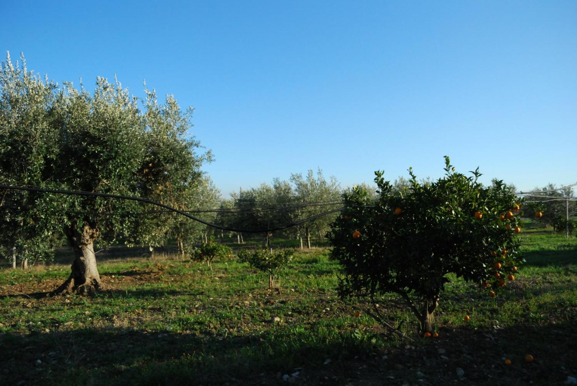 Agriturismo - B&B "La Funicolare" Francavilla Marittima Екстер'єр фото
