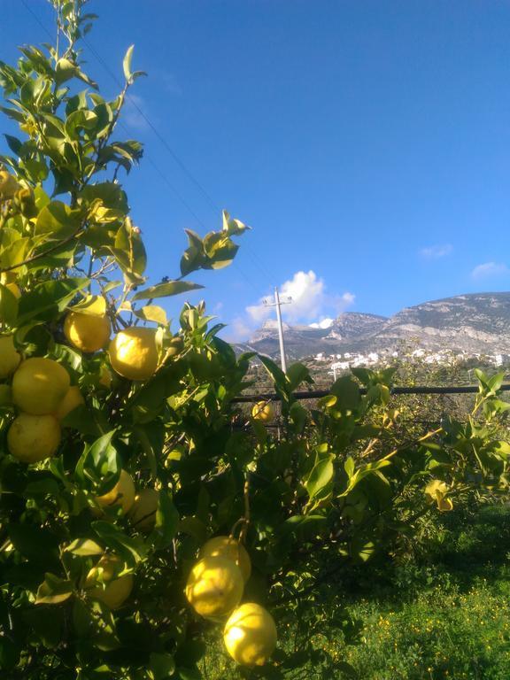 Agriturismo - B&B "La Funicolare" Francavilla Marittima Екстер'єр фото